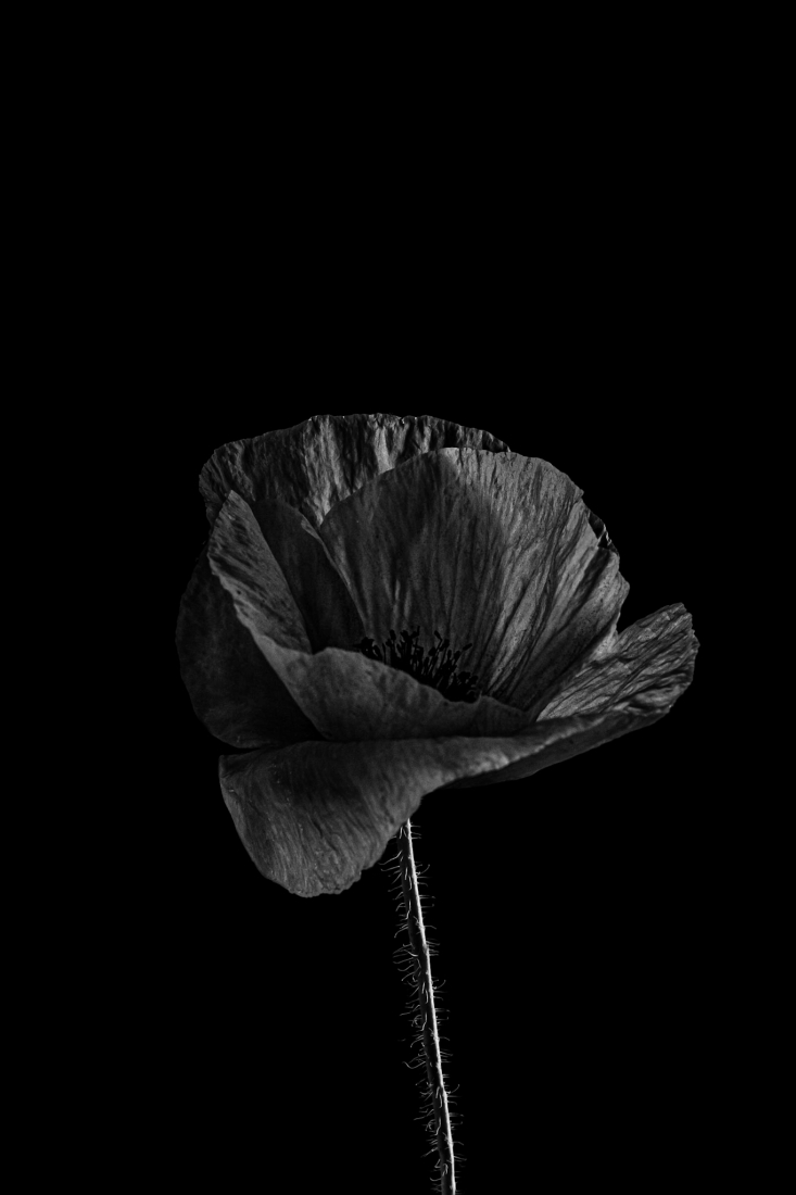 Black poppies