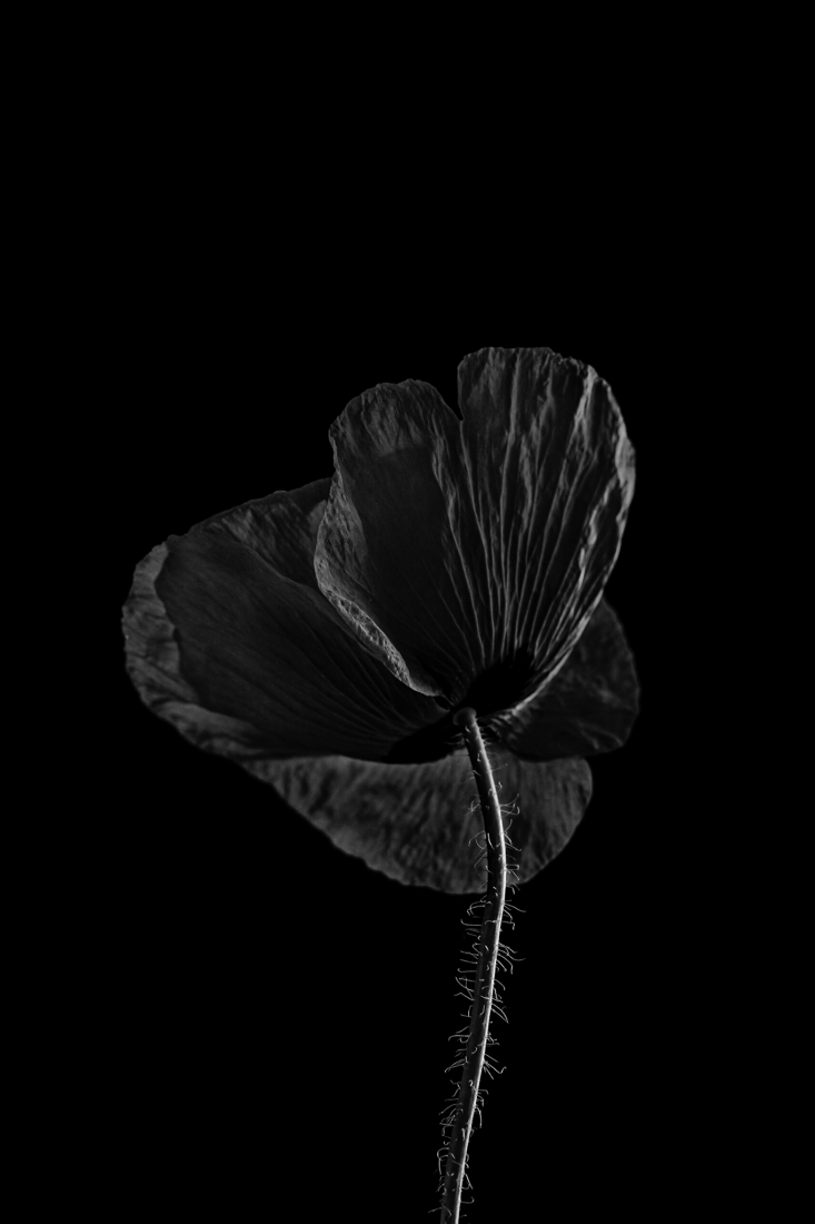 Black poppies