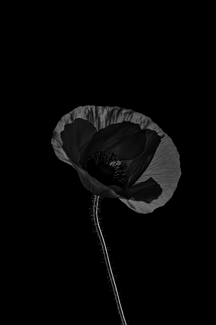 Black poppies