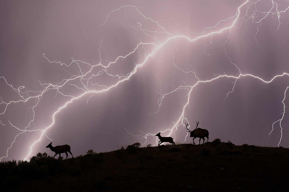 Elk Storm