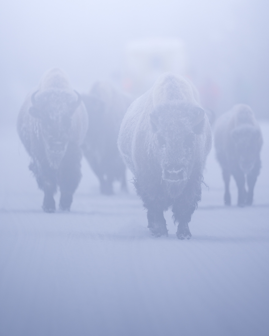 Resilient Bison of Yellowstone