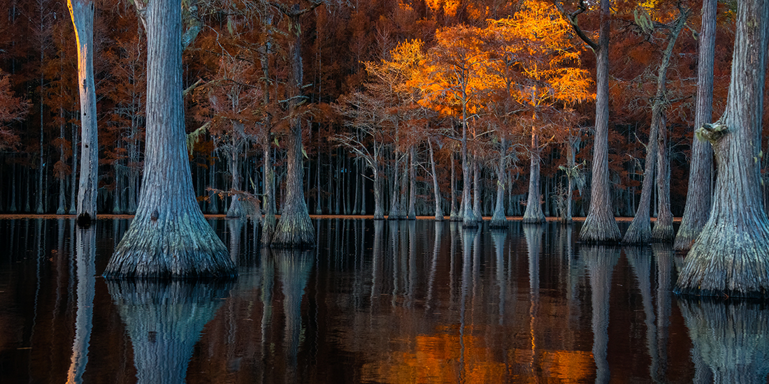 Pond of A Thousand Lights