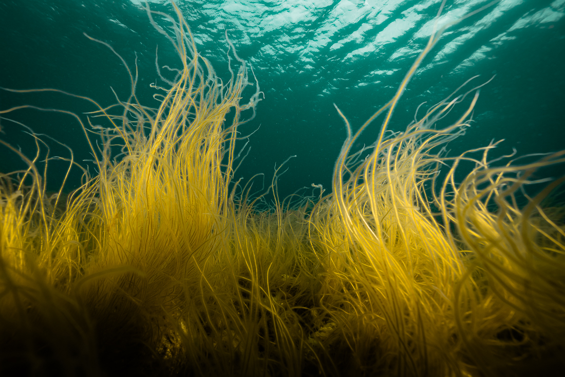 Entangled - Öresund Life Study