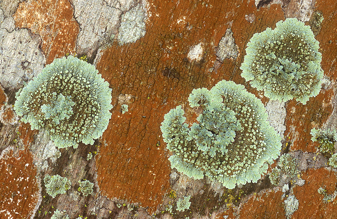 thumbnail Lichens on Palm Trees