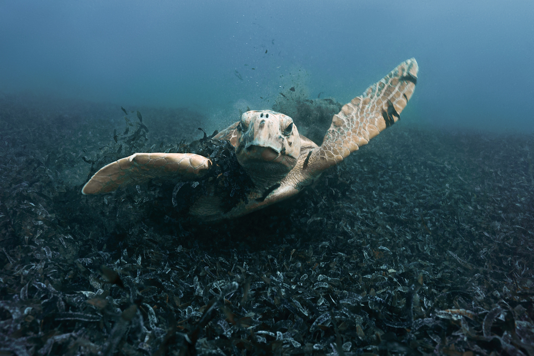 Ocean Blanket