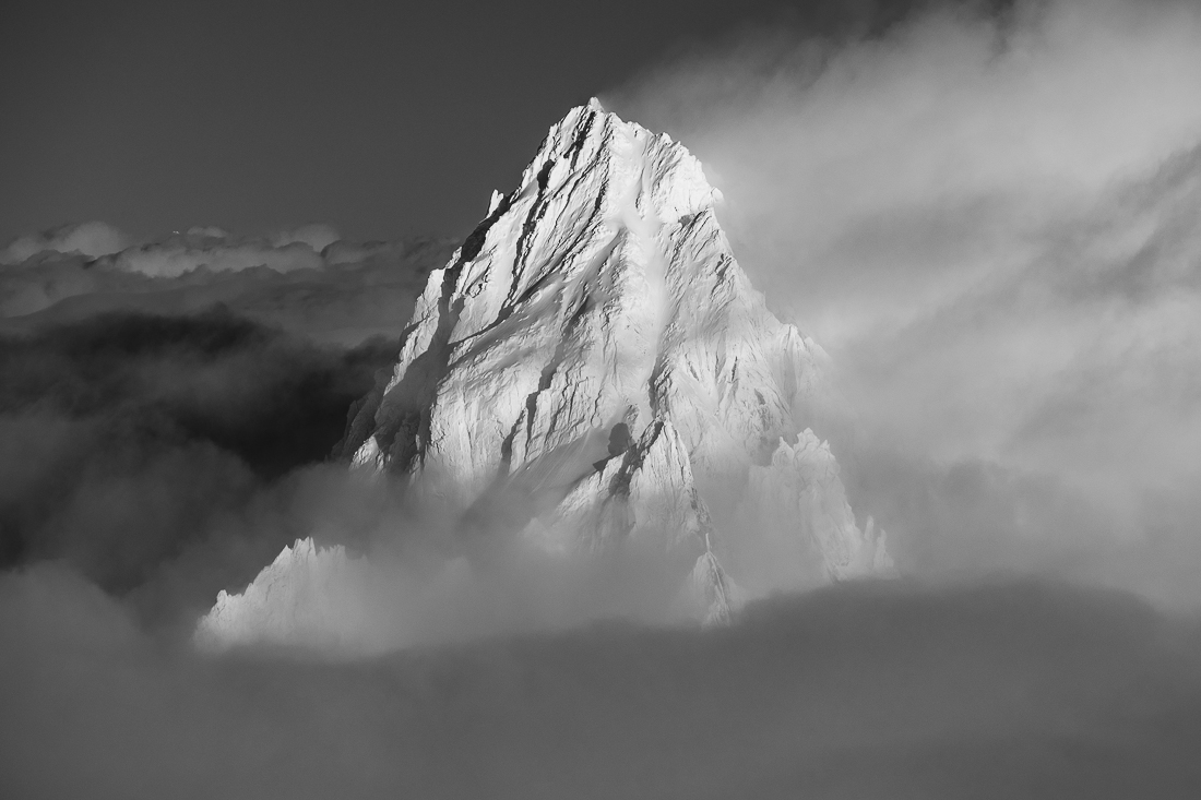 Chardonnet