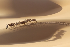 Camel Shadows