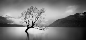 Tree & Lake