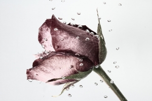 Crying Rose