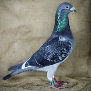 Proud to be Pigeon
