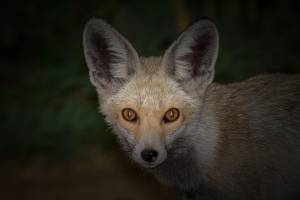 Arabian red Fox