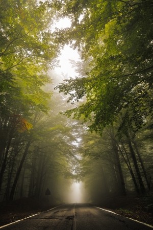 Road to the misty forest