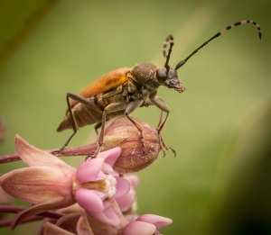 Bug in Milkweed
