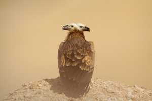 double head vulture