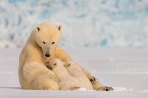 Polar Bear Mother Breast Feeding her 2 Cubs
