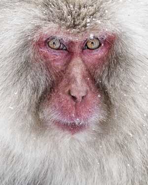 Portrait Of Snow Monkey