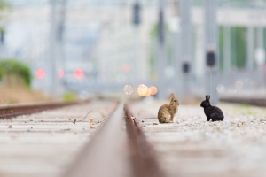 Urban wild rabbits