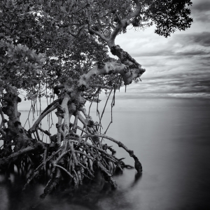 Remnant Mangrove, Tampa Bay