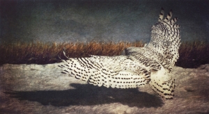 States of Grace: the Aviary: Owls