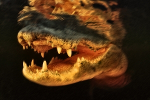 Everglades gator (Alligator mississippiensis)