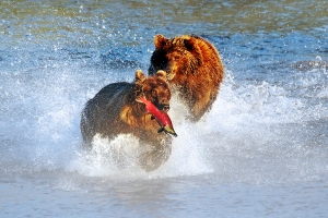 Fishing bears