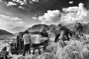 Rice Threshing - North Vietnam