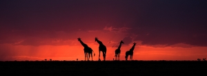 Giraffes at sun set 