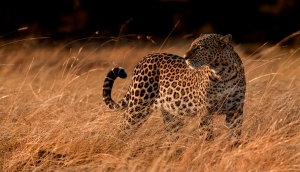  Male Leopard