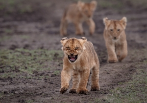 Marsh pride cubs