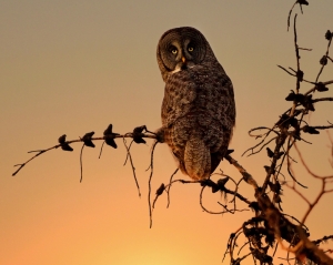 Good Evening Owl