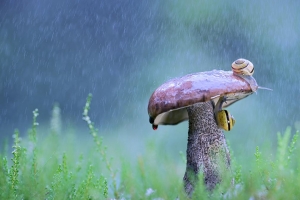 Two snails on mushroom