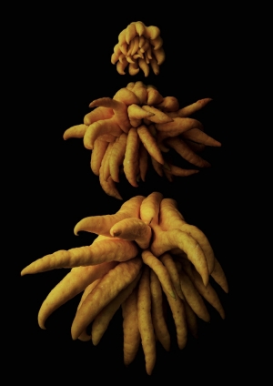 Portrait of Fruits