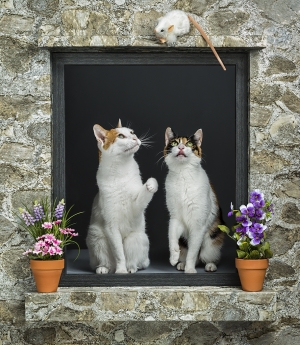 Window cats