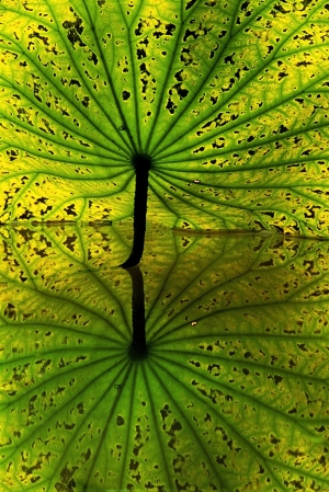 Lotus Old Leaf