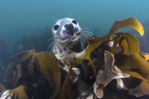 Hello Seal!