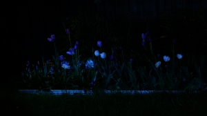 Night Blooms