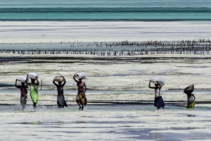 Porteuses d'algues à Zanzibar