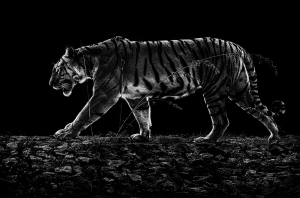Tiger Noir