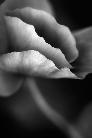 Abstract poppy blossom