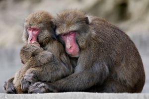 Love of the Macaques