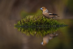 Hawfinch In The Liquid Mirror