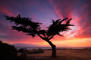 Lonesome Cypress Tree