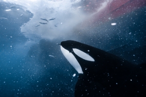 The orca and the final moment of herring