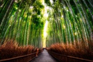 The Never-Sleeping Bamboo Forest