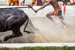 Kambala, buffalo race