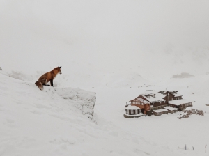 Beautiful fox watching over a cabin by a frozen lake