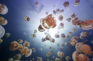 jellyfish..jpg
