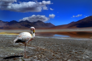 Eduardo Abaroa Andean Fauna National Reserve