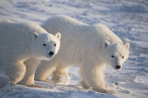 Polar bear51