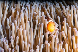 Clown Fish in Tentacle Forest